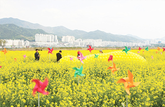 부산 낙동강 유채꽃 축제 이미지