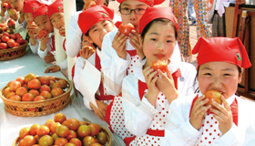 짭짤이 토마토의 원조, 대저토마토축제