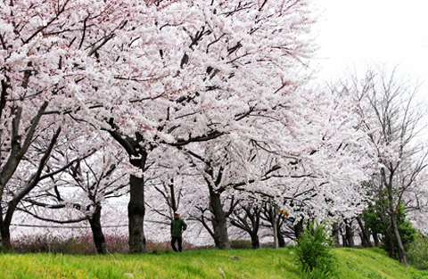 Nakdong river embankment