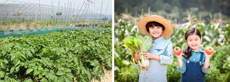 tomato picking and farm stock experience