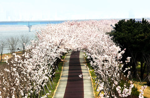 30 rhee Nakdong river bank