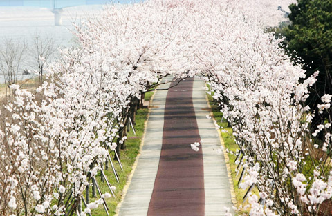 Nakdonggang river embankment