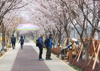 낙동강 30리 벚꽃축제  사진