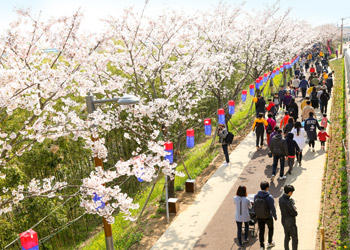 낙동강 30리 벚꽃축제  사진